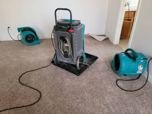 Best Mold removal after water damage  in Hollins, VA