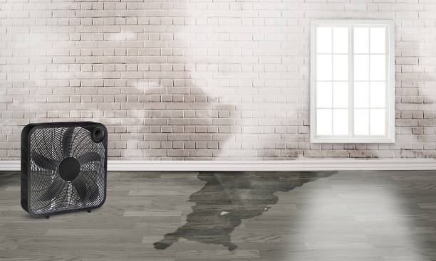 Best Mold removal after water damage  in Hollins, VA