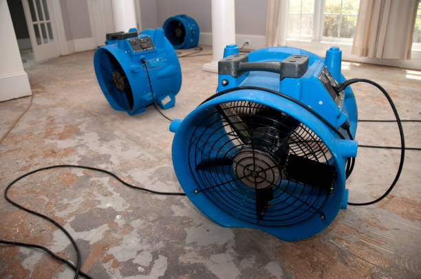 Best Mold removal after water damage  in Hollins, VA